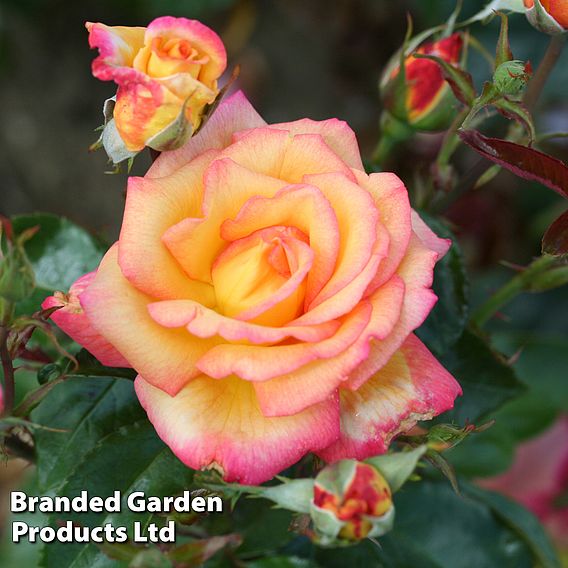 Rose 'Sheila's Perfume' (Floribunda)