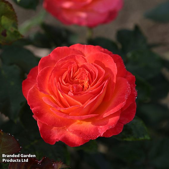 Rose 'Volcano' (Hybrid Tea)