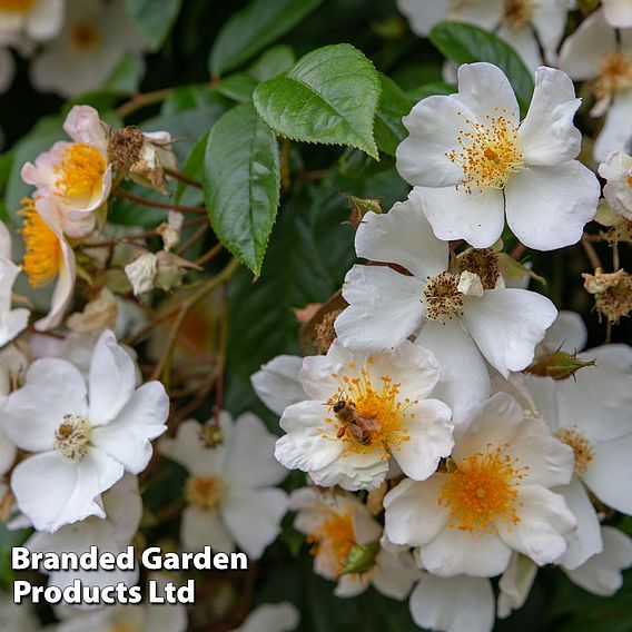 Rose 'Wedding Day' (Rambling Rose)