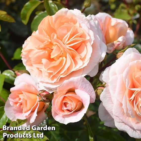 Rose 'It's A Wonderful Life' (Floribunda Rose)