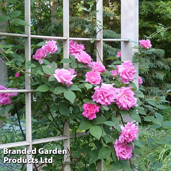 Rose 'Zéphirine Drouhin'