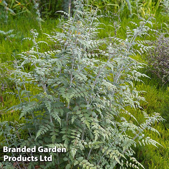 Rubus thibetanus