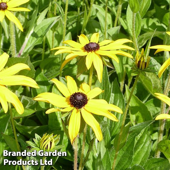 Rudbeckia fulgida var. deamii