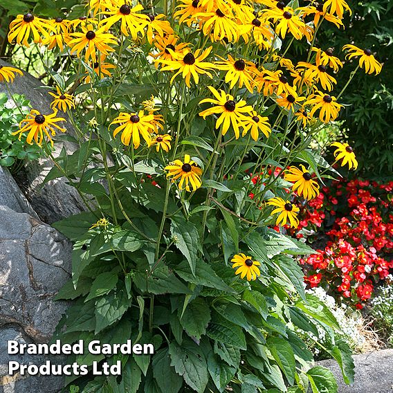 Perennial Cut Flower Duo