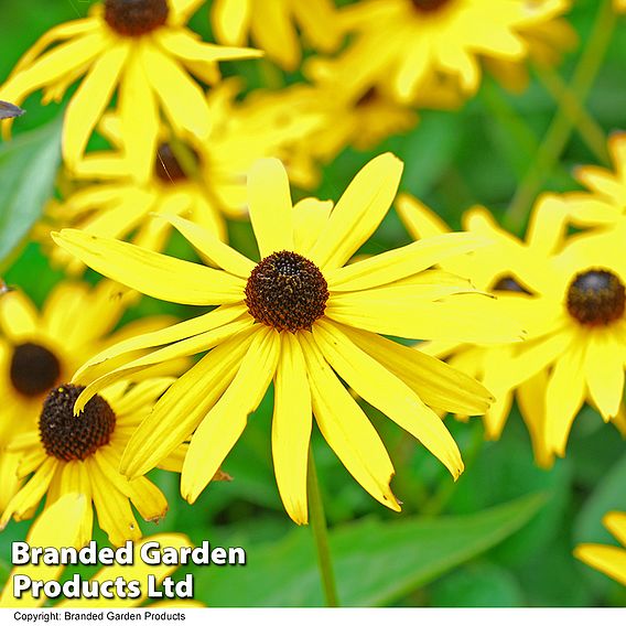 Perennial Cut Flower Duo