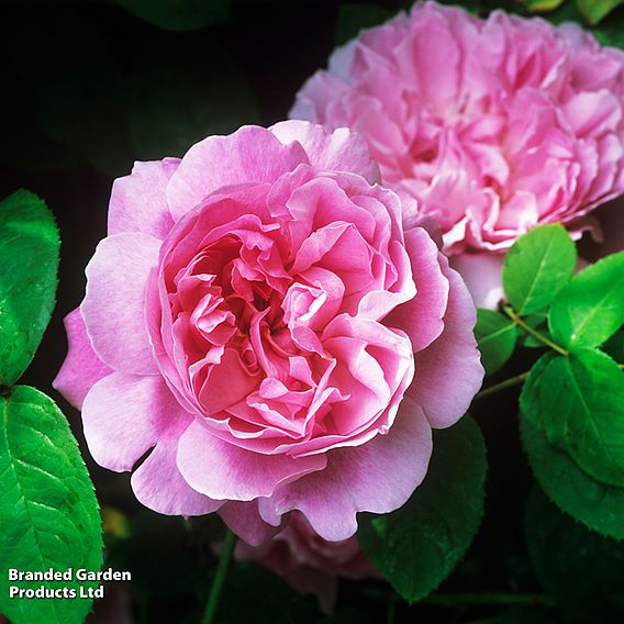 Rose 'Zéphirine Drouhin'