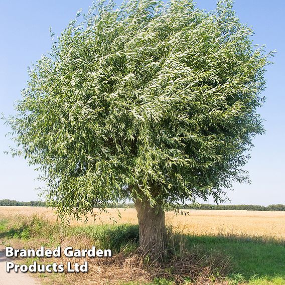 Pussy Willow (Hedging)