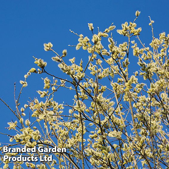 Pussy Willow (Hedging)