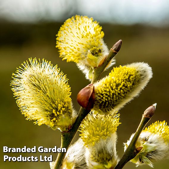 Pussy Willow (Hedging)