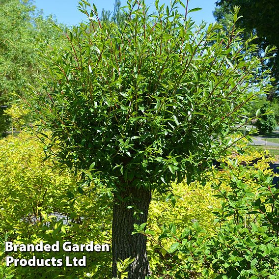 Scarlet Willow (Hedging)