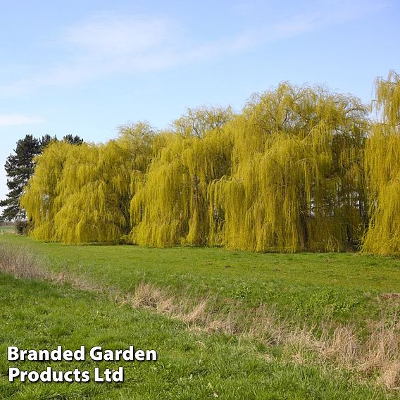 Golden Weeping Willow (Hedging) | Dobies