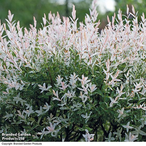 Salix integra 'Hakuro-nishiki'