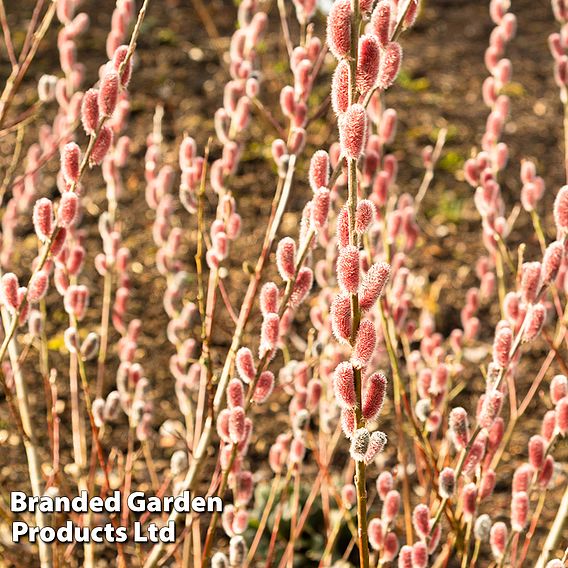 Salix gracilistyla 'Mount Aso'