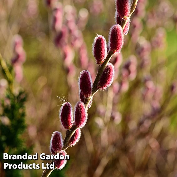 Salix gracilistyla 'Mount Aso'