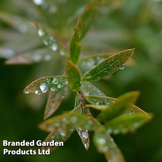 Salix purpurea 'Nana'