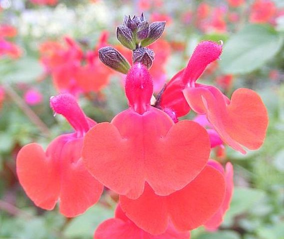 Salvia 'Royal Bumble'