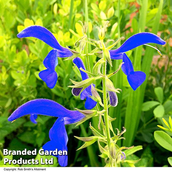 Salvia patens 'Blue Angel'