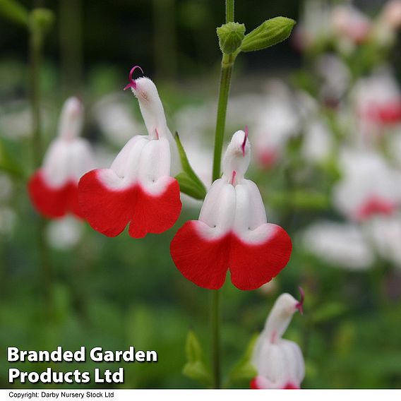 Salvia 'Hot Lips'