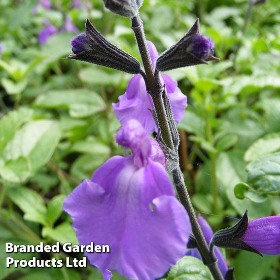 Salvia 'Lavender Dilly Dilly'