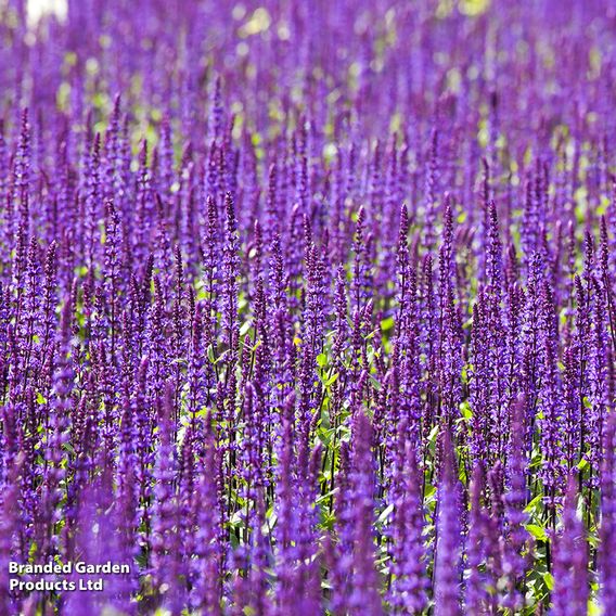 Salvia nemorosa 'Ostfriesland'