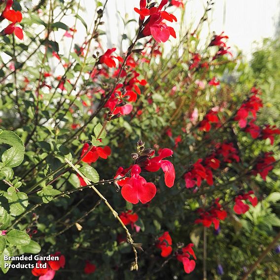 Salvia 'Royal Bumble'