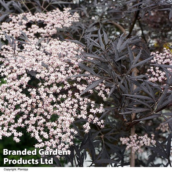 Sambucus nigra f. porphyrophylla 'Black Lace'