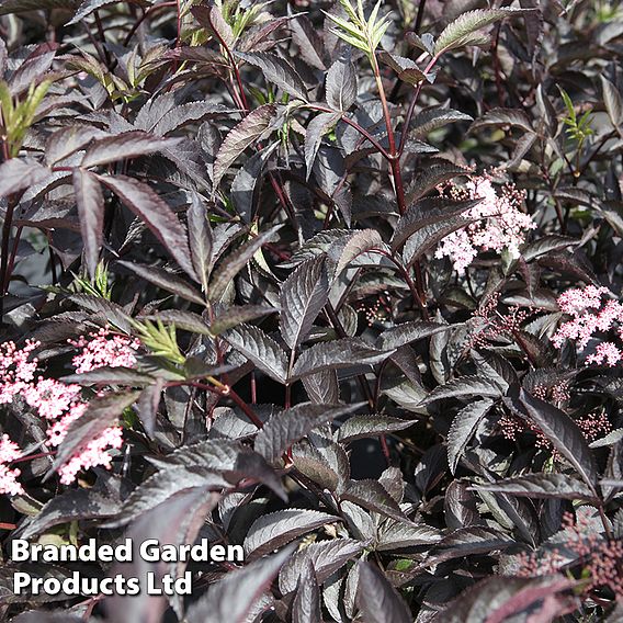 Sambucus nigra f. porphyrophylla 'Black Lace'