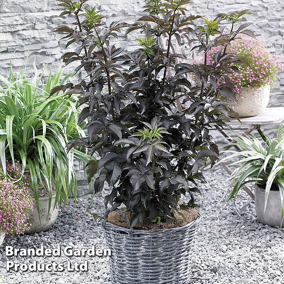 Sambucus nigra f. porphyrophylla 'Black Tower'