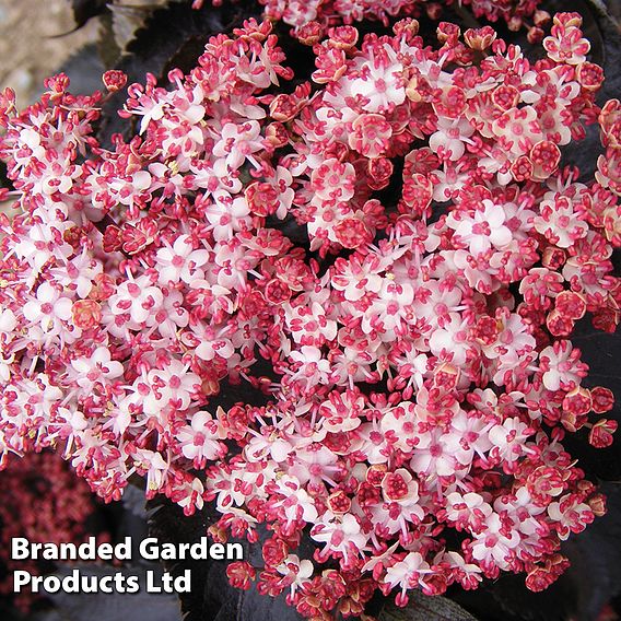 Sambucus nigra f. porphyrophylla 'Black Tower'