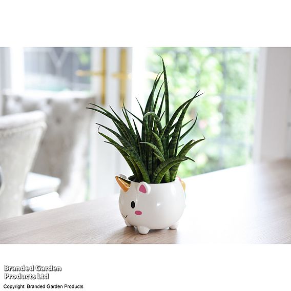 Sanseviera 'Fernwood' in Unicorn Pot - Gift