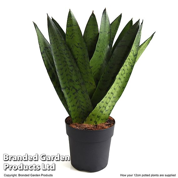 Sansevieria zeylanica