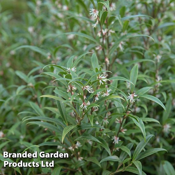 Sarcococca hookeriana var. digyna