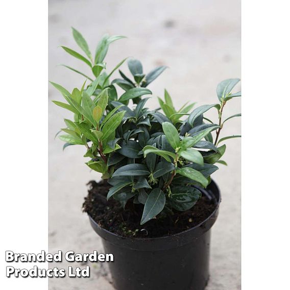 Sarcococca hookeriana var. humilis