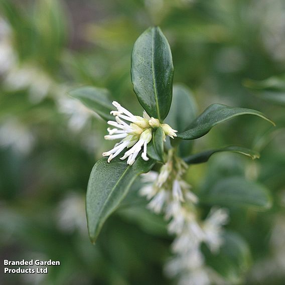 Sarcococca hookeriana var. humilis