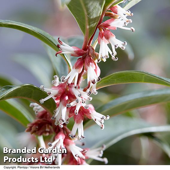 Sarcococca hookeriana 'Winter Gem'