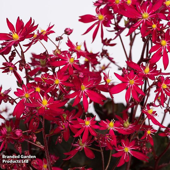 Saxifraga 'Dancing Pixies Tally'