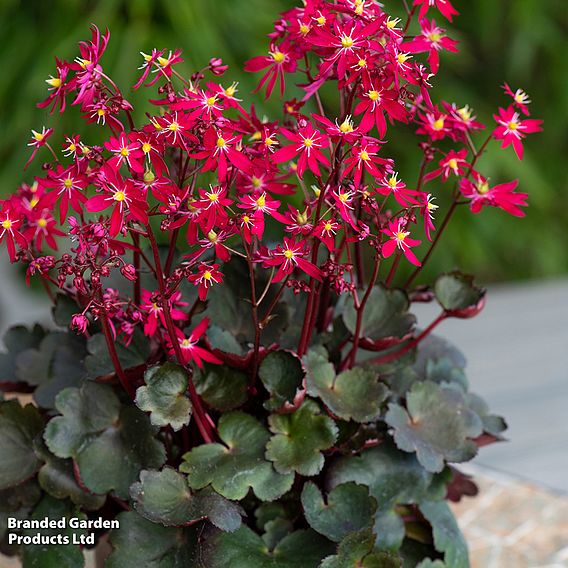 Saxifraga 'Dancing Pixies Tally'