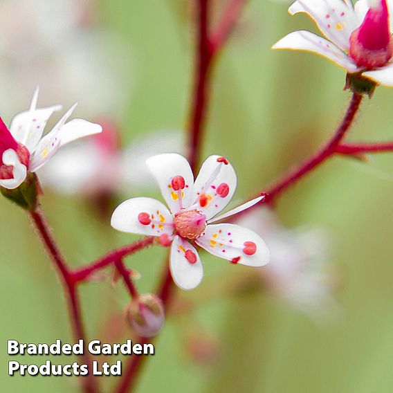 Saxifraga umbrosa 'Variegata'