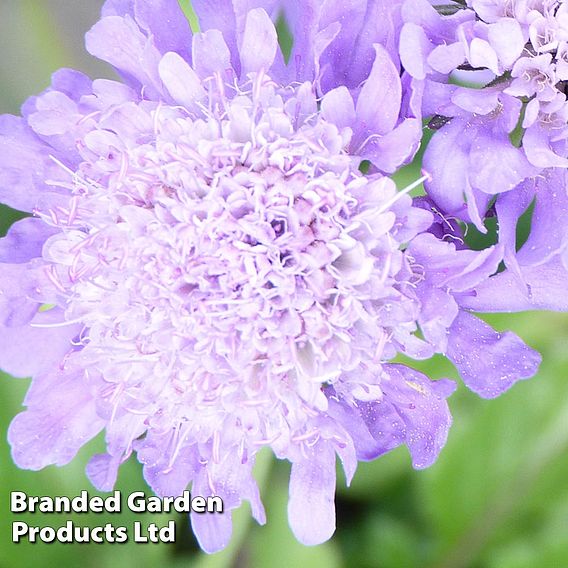 Scabiosa columbaria 'Pincushion Blue'