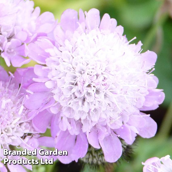 Scabiosa columbaria 'Pincushion Pink'