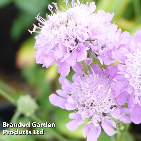 Scabiosa columbaria 'Pincushion Pink'