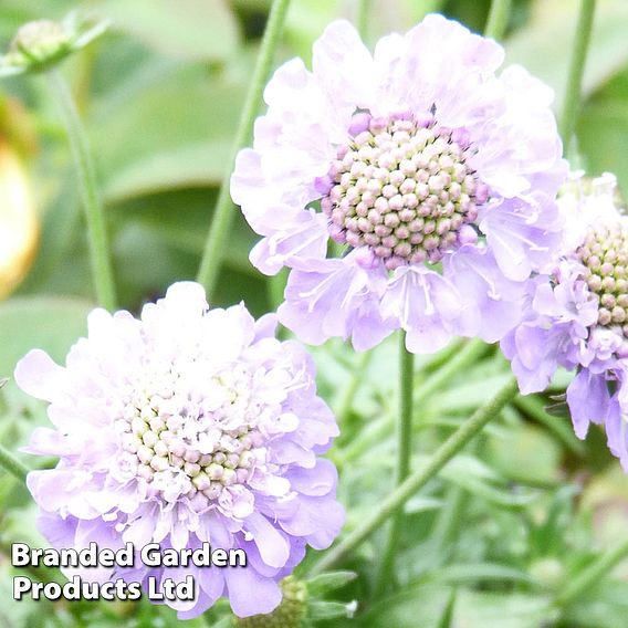 Scabiosa japonica 'Ritz Blue'