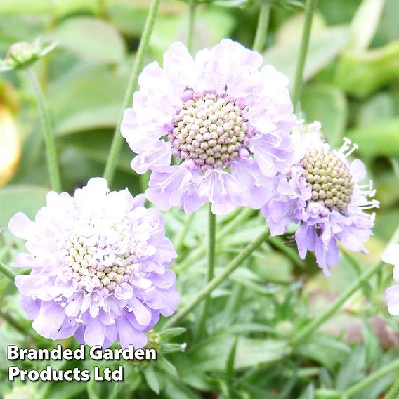 Scabiosa japonica 'Ritz Blue'