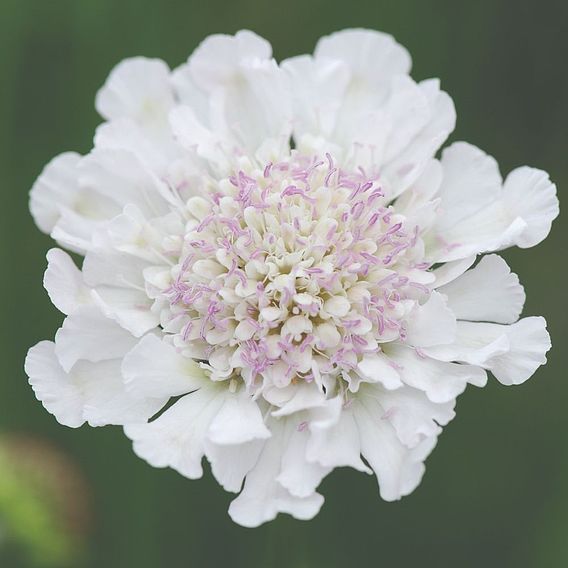 Scabious 'Kudo White'