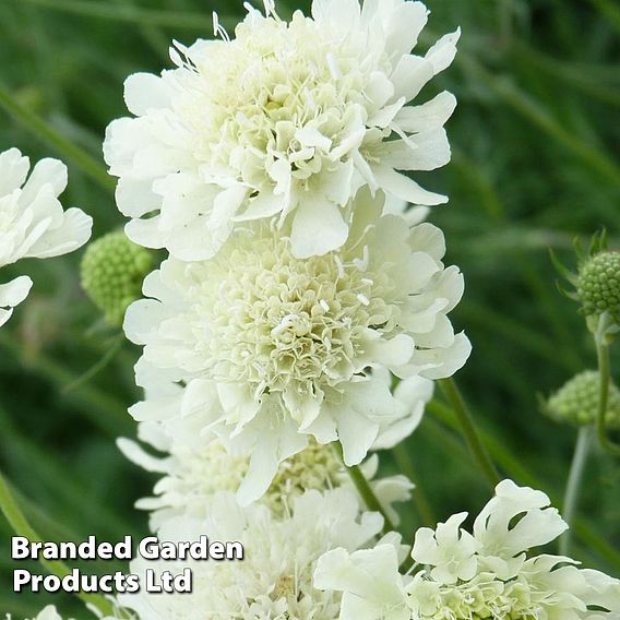 Scabious columbaria subsp. ochroleuca