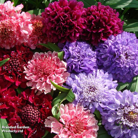 Scabiosa Scoop Collection