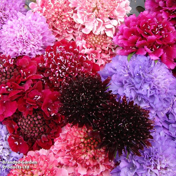 Scabiosa Scoop Collection