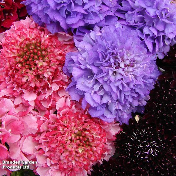 Scabiosa Scoop Collection