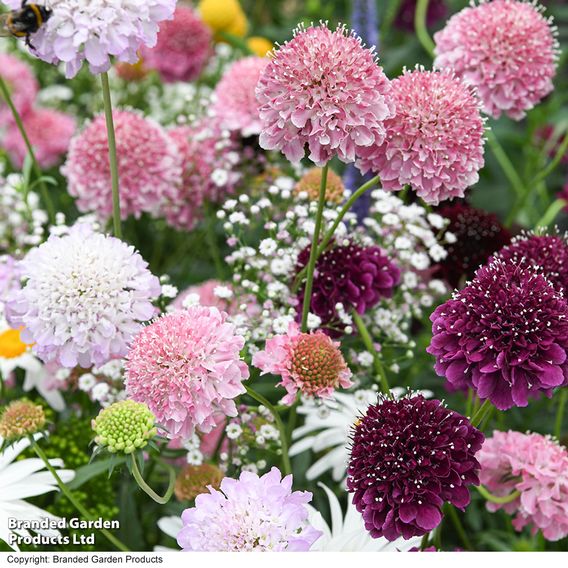 Scabiosa Scoop Collection