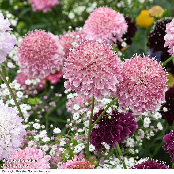 Scabiosa Scoop Collection